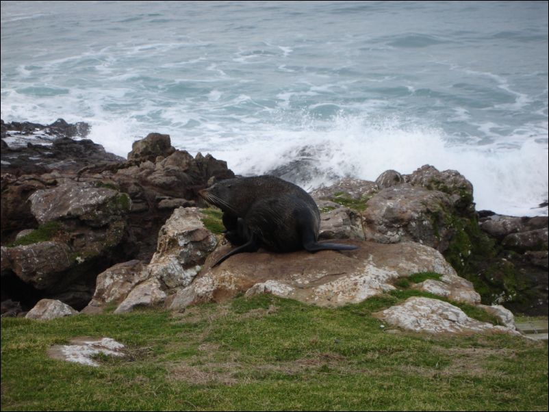 DSC01152_otago_peninsula_dunedin