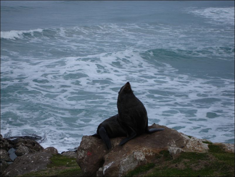DSC01153_otago_peninsula_dunedin