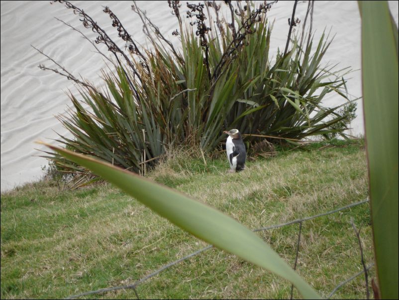 DSC01154_yellow_eyed_penguins