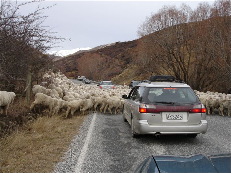 DSC01201_wanaka-queenstown