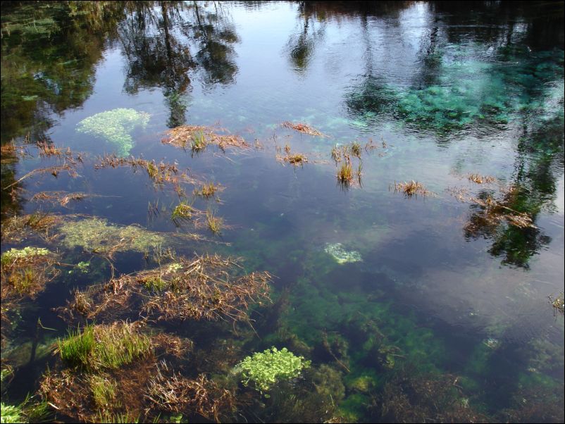 DSC01397_pupusprings