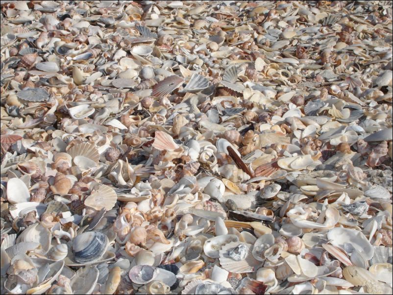 DSC01537_mt_maunganui