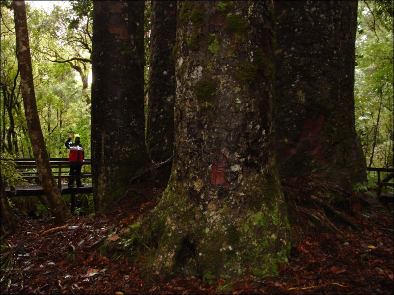 DSC01598_paipoua_forest_4sisters