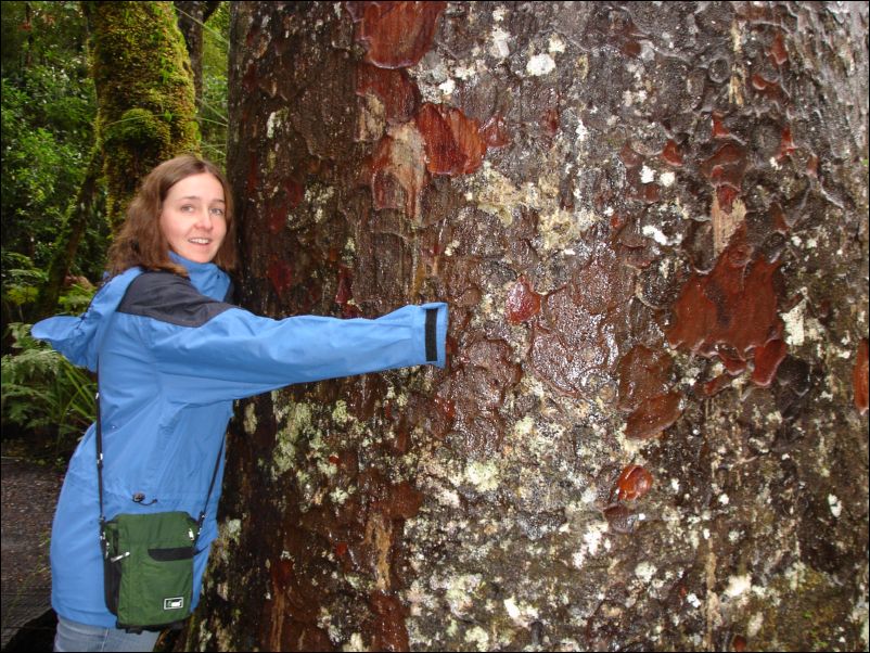 DSC01599_waipoura_forest