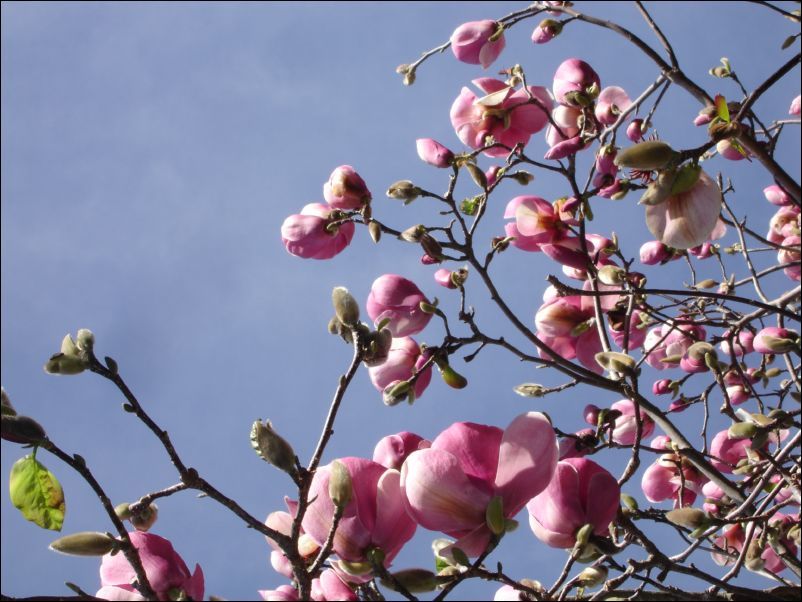 DSC01651_victoria_hill